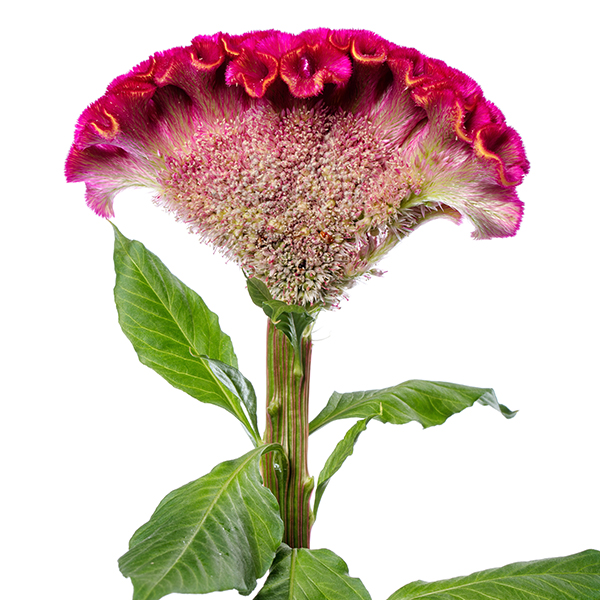 Celosia argentea cristata Act Rima Rose LR 1116