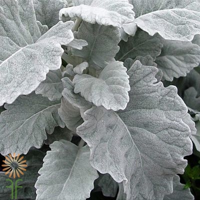 DUSTY MILLER opt
