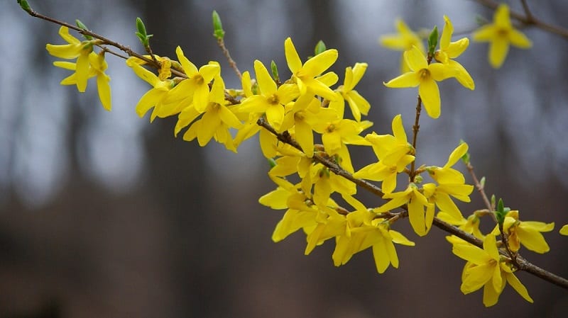 FORSYTHIA MAIN 2
