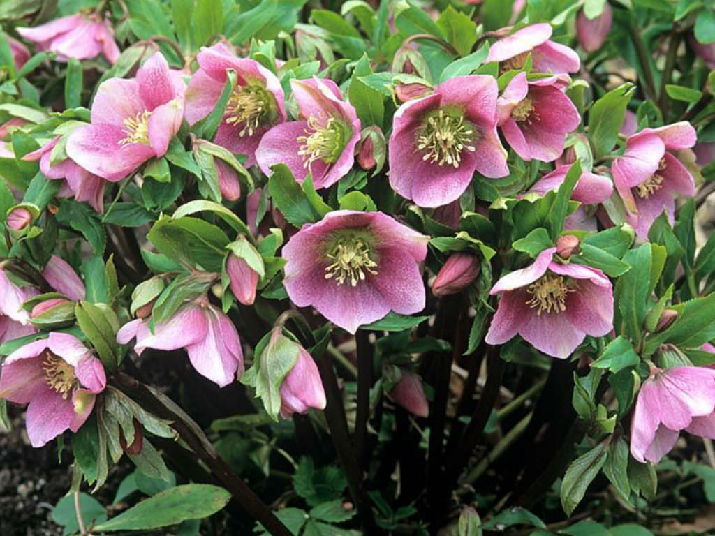 Helleborus orientalis Lenten Rose4