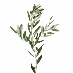 Olive stem 350 25a7308e 300x300 1