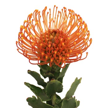 Orange PinCushion Flower Stem 350 ef5f1747 1