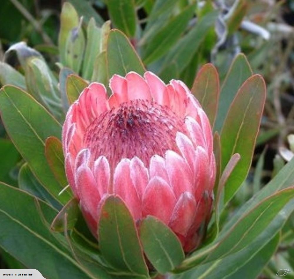 PPI 03 Protea Nerifolia Pink Ice