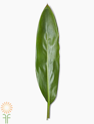 Ti Leaf