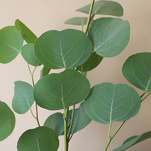 bulk eucalyptus flowers online pri 55 567 l 300x300