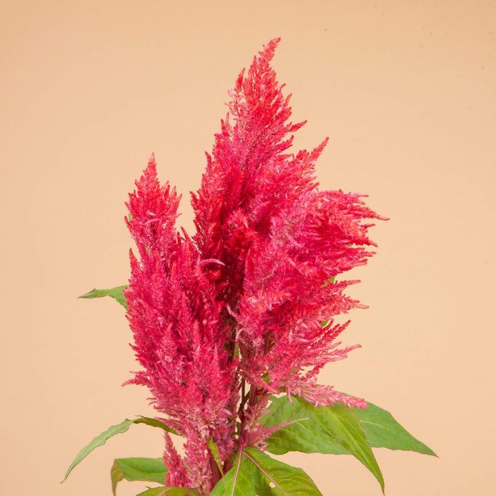 celosia century pink w 720x