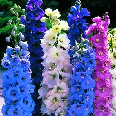giant hybrid delphinium