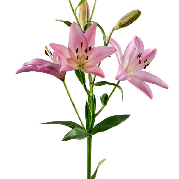 lily asiatic pink 600x600 1