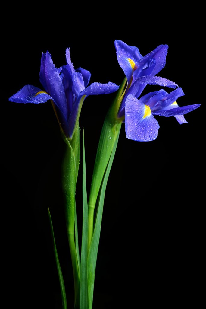 purple iris on black background 684x1024 1