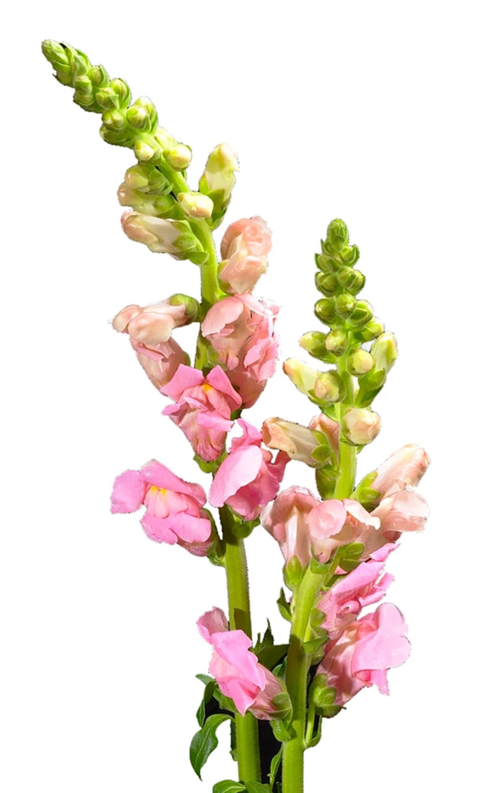 snapdragon pink 1